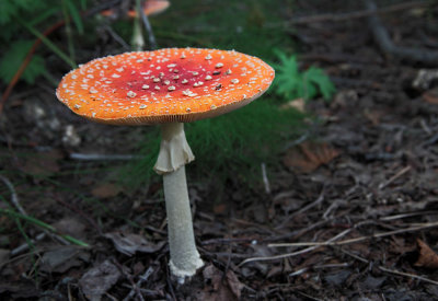  Amanita muscaria  CZ2A0383.jpg