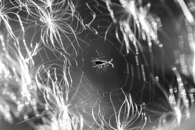 A spider has problems with the seeds floating from the fireweed. CZ2A1085.jpg