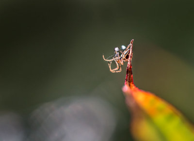 A spider taking its web back up after the floating seeds of fireweed ruined its work. CZ2A1115.jpg