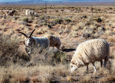 Sheep, a common site in Navajo country. IMG_6226.jpg