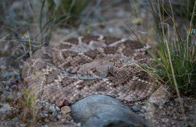Western Diamondback Rattlesnake..jpg