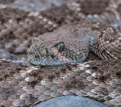 Western Diamondback Rattlesnake. CZ2A7862-2.jpg