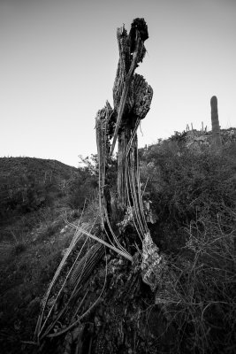 The skeleton of a Saguaro cactus. CZ2A9425.jpg