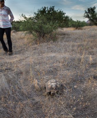 Male desert tortoise. CZ2A0549.jpg
