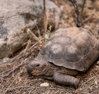 A male desert tortoise. CZ2A0559.jpg