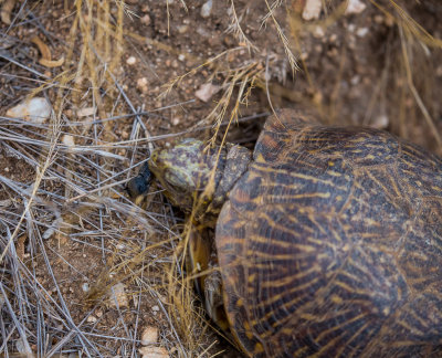A Desert Box turtle eating a beetle. CZ2A1171.jpg