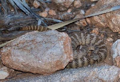 Tiger Rattlesnake. CZ2A1207.jpg