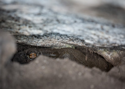 Sonoran Desert Toad deep in a cave and then crevice. CZ2A1302.jpg