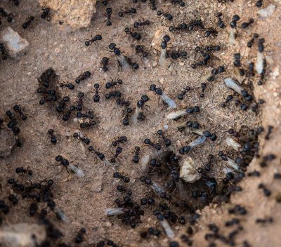 Ants after a good rain. CZ2A1310.jpg