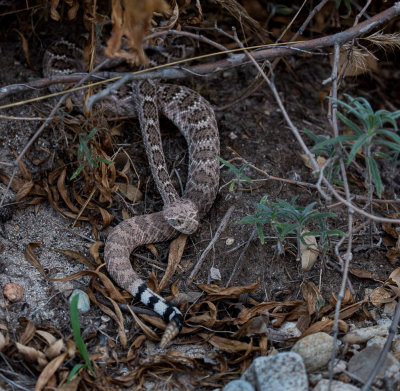 Mojave Rattlesnake.  RCZ2A1358.jpg