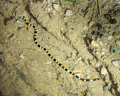 My first in the wild coral snake. DSC00552.jpg