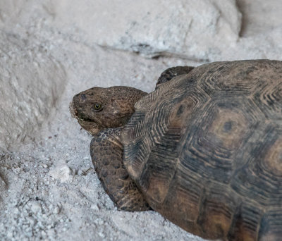 Desert tortoise eating natural occurring minerals. -2.jpg
