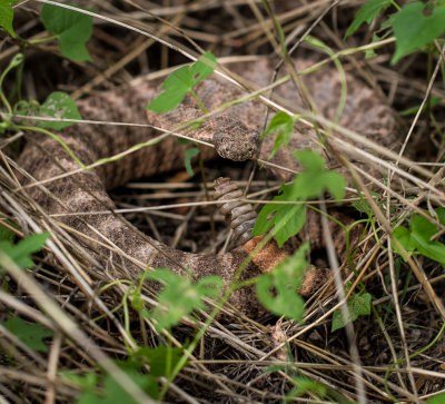 Tiger Rattlesnake. DSC01046.jpg