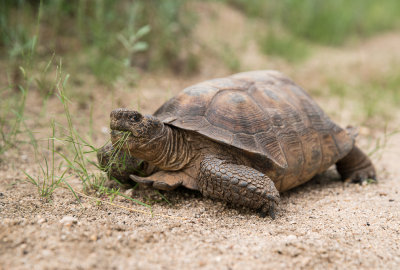 The largest desert tortoise I have seen, almost 16 inches long. DSC01354.jpg