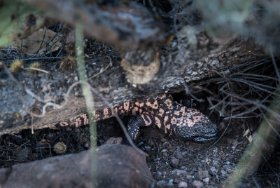 We met this great Gila on 09 05 2015. DSC01578.jpg