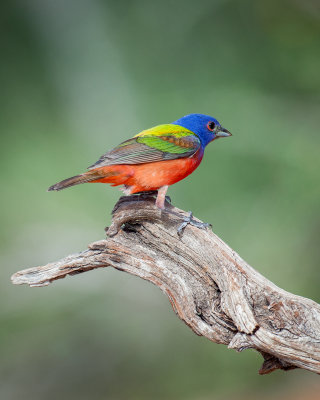 Painted Bunting 2