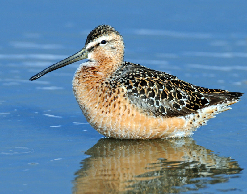 Dowitchers, Long-billed