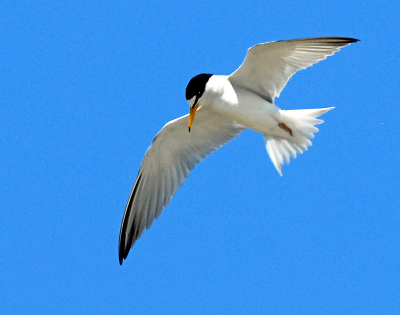 Tern, Least