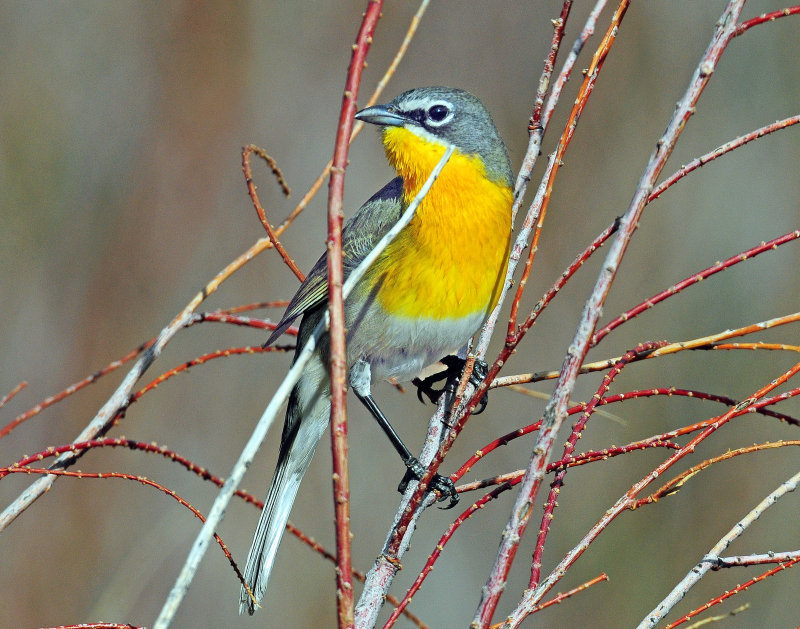 Chat, Yellow-breasted