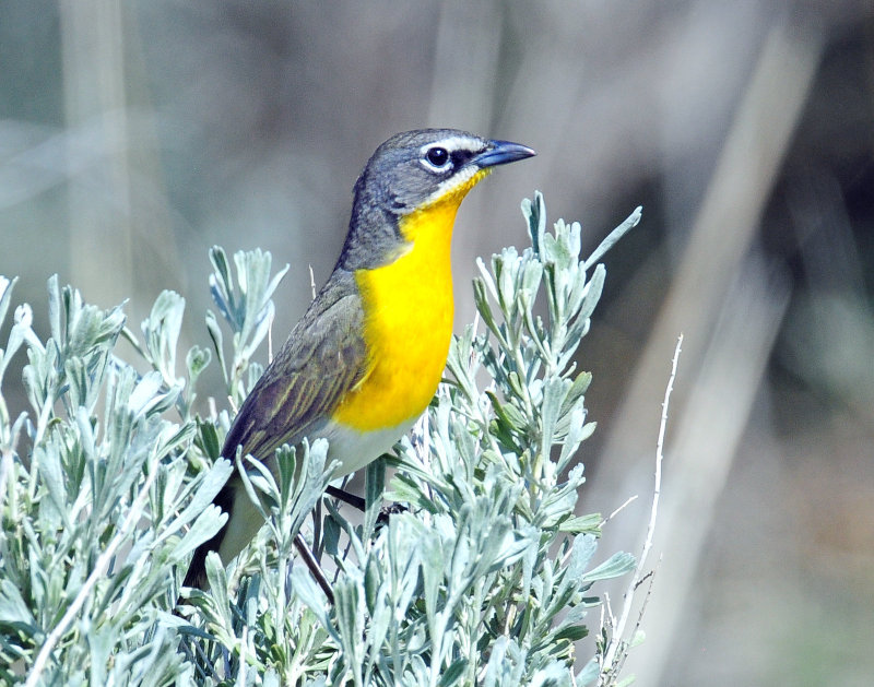 Chat, Yellow-breasted