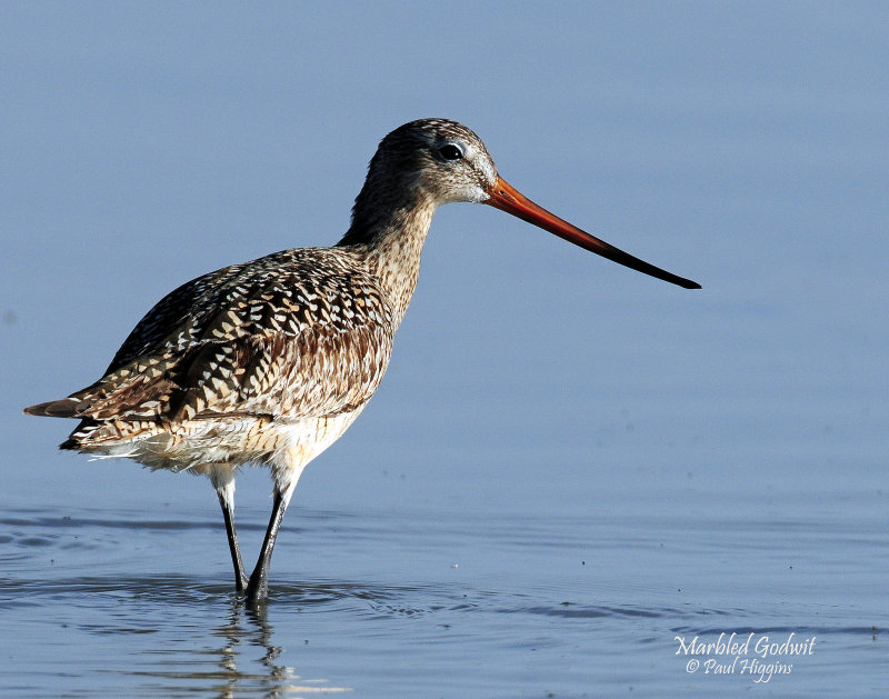 Godwits, Marbled