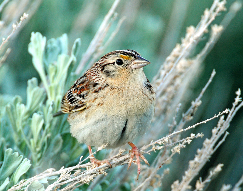 Sparrow, Grasshoper