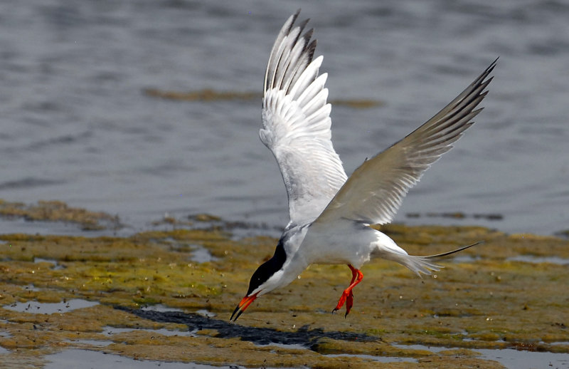 Terns, Forsters