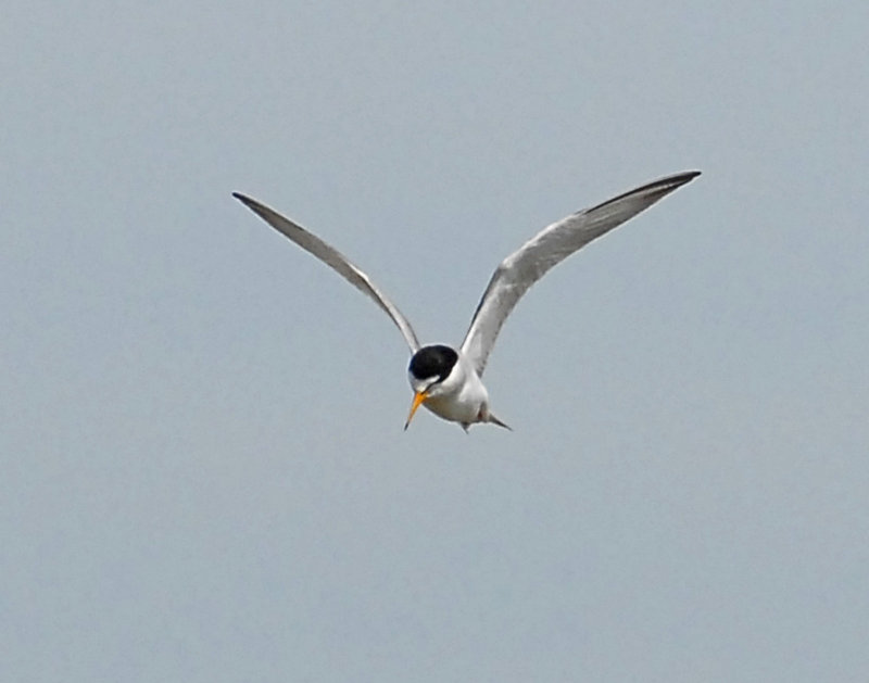 Tern, least