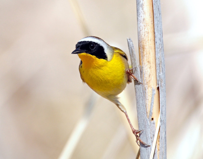 Yellowthroat, Common