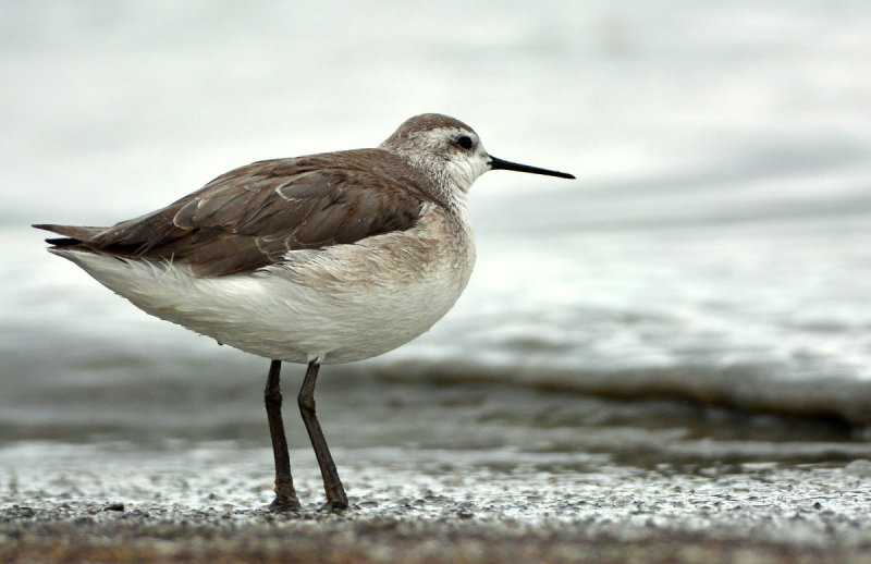 Phalarope, Wilsons (1st Year)