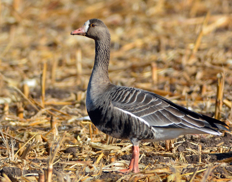 Geese, Greater White-fronted