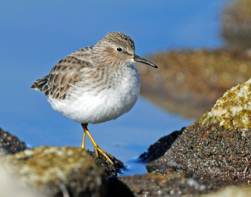 Sandpipers Least