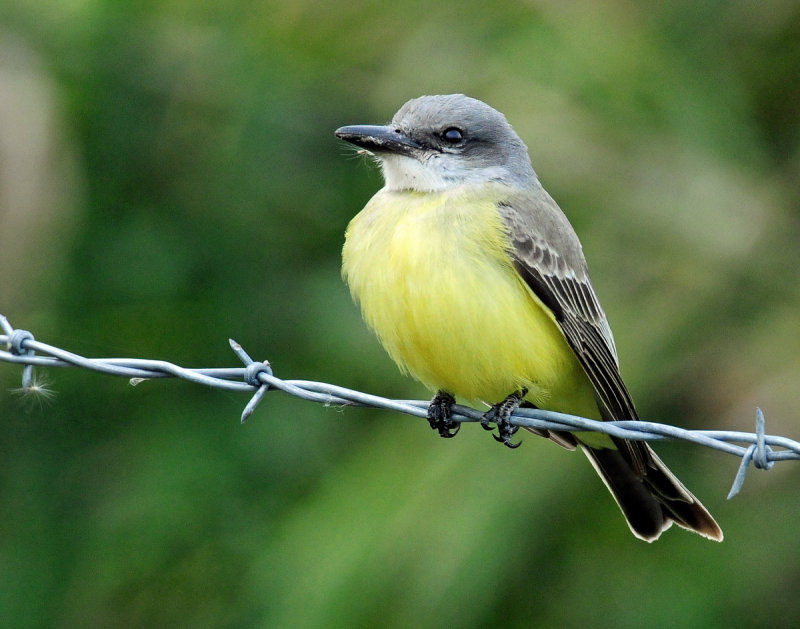 Kingbird, Tropical