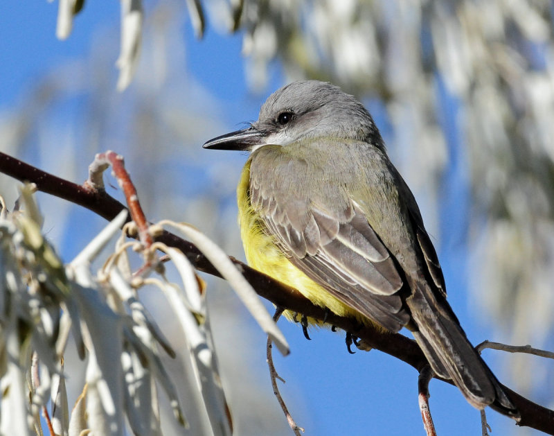 Kingbird, Tropical