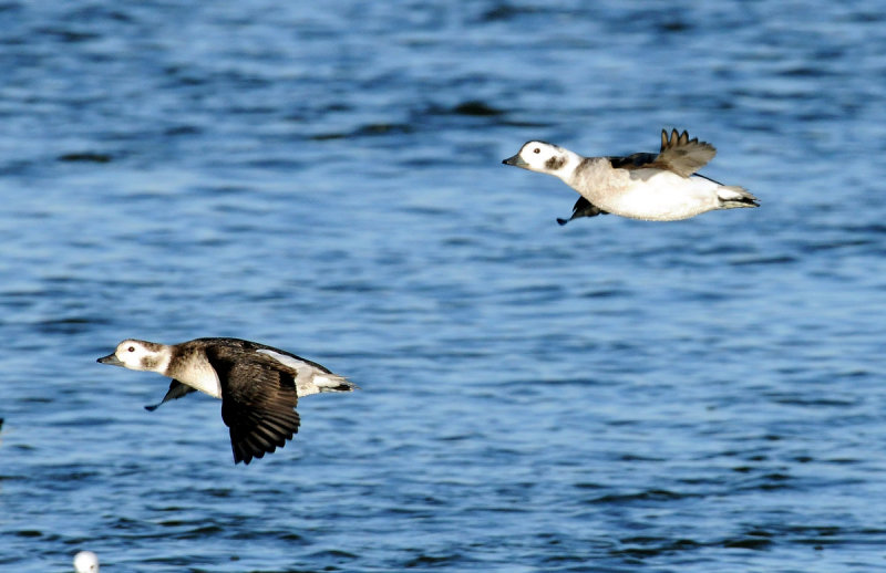 Ducks, Long-tailed