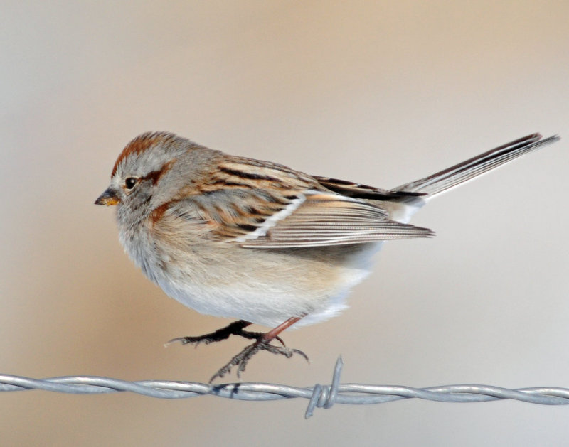 Sparrow, American Tree