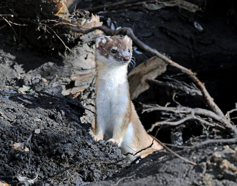 Weasel, Long-tailed