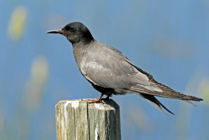 Terns, Black