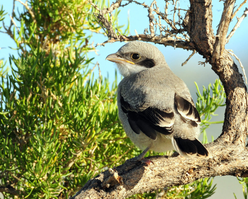 Shrike, Loggerhead (Fledgling)