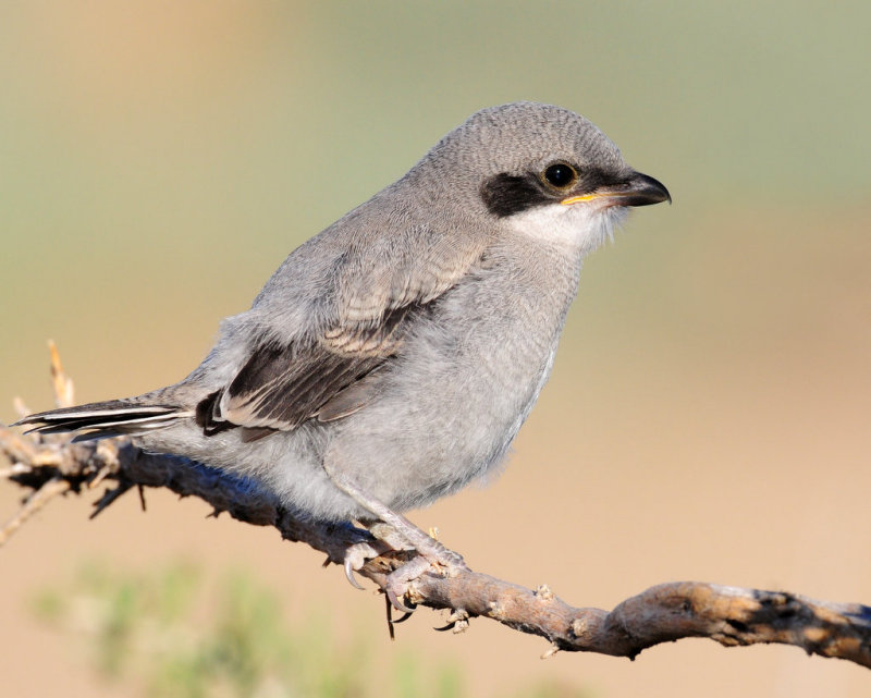 Shrike, Loggerhead (Fledgling)