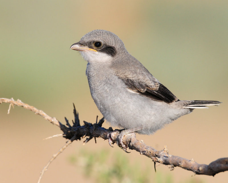 Shrike, Loggerhead (Fledgling)