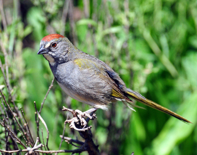 Towhee, Green-tailed