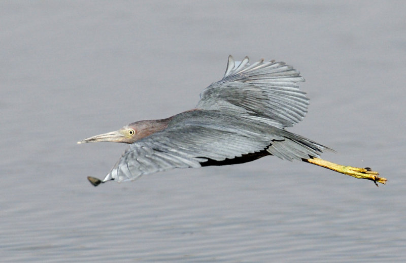 Heron, Little Blue