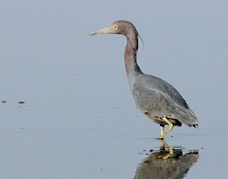 Heron, Little Blue