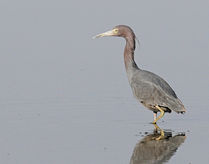 Heron, Little Blue