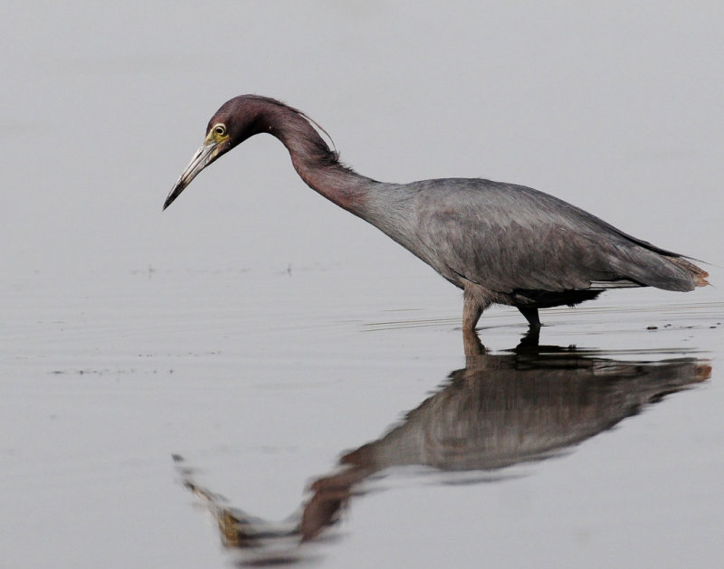 Heron, Little Blue