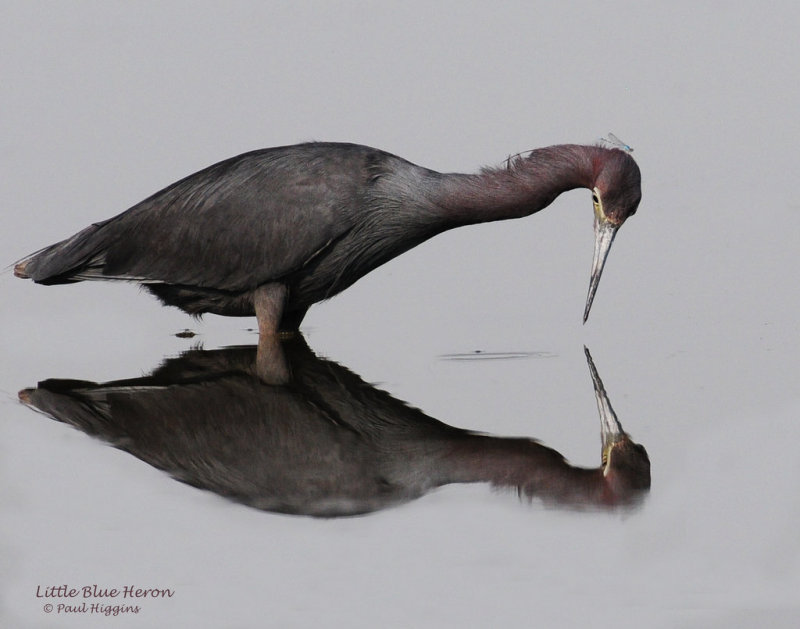 Heron, Little Blue