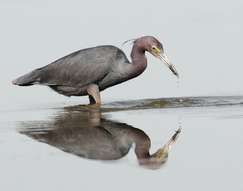 Little Blue Heron