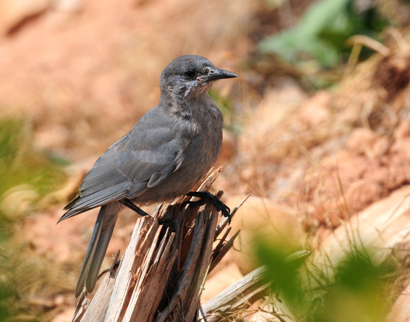 Jay, Pinyon