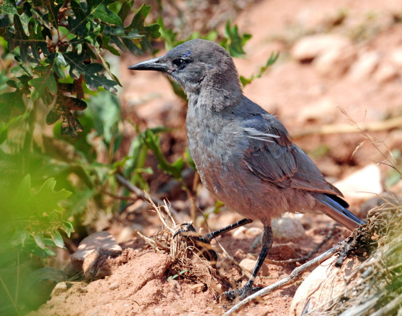 Jay, Pinyon